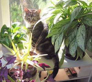 Растения и продукты, которые ядовиты для кошки