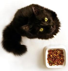 Стоит ли экономить на питании для кошки?