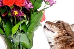 10 безопасных растений для кошек.