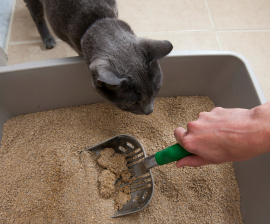 Кошка в доме: как избежать появления неприятного запаха