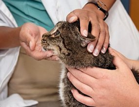 Контактный дерматит у кошки - причины, симптомы и лечение