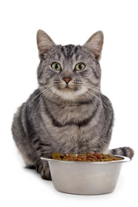 Сухой корм для кошек, отзывы и рекомендации. Обзор популярных марок