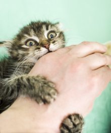 10 Советов - как отучить котенка кусаться и царапаться