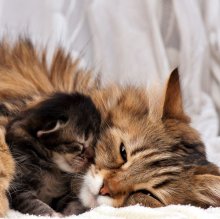 Беременность у кошек - все, что вам нужно знать о ней