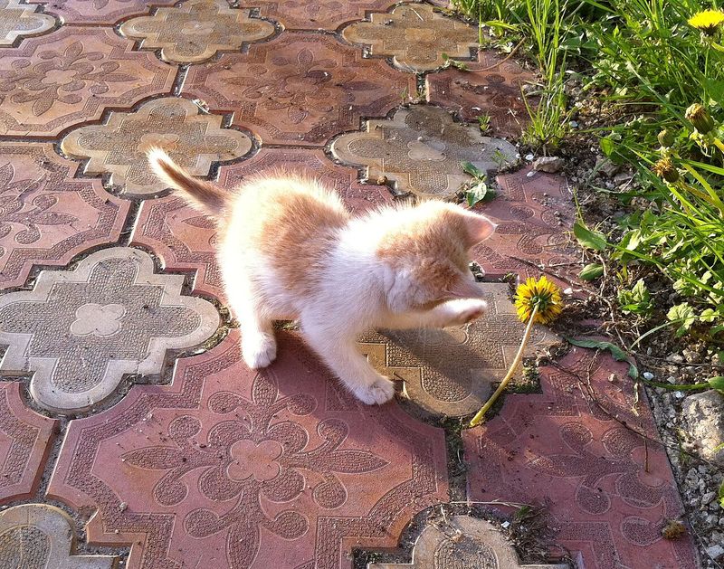 Осень — лучшее время забрать кошку из приюта: как подготовить дом
