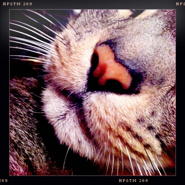 Этот нос напрашивается на поцелуи.