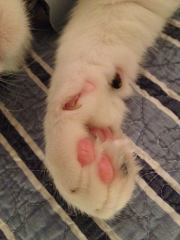 Подушечки лап!