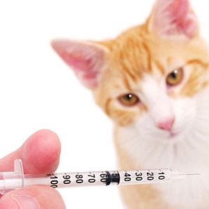 Вакцинация кошек. Руководство