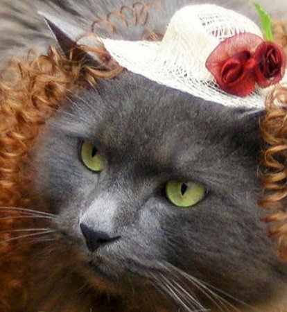 Кошачий ШИК. модельер для кошек.