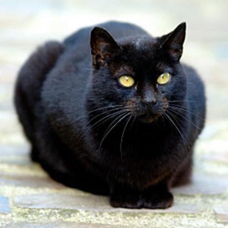Почему черные кошки иногда вызывают чувство опасности.