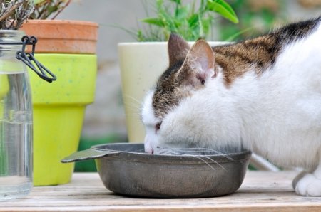 можно ли котам базилик