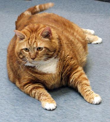 толстая кошка поступила в американский приют для животных.
