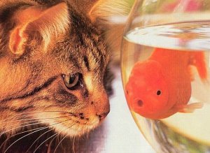Давать ли кошке рыбу?