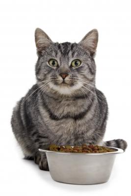 Правильное питание у кошек - наши рекомендации и советы.