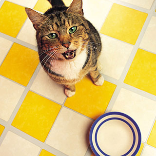 Правильный рацион питания для породистых кошек. Рекомендации от Зоошара