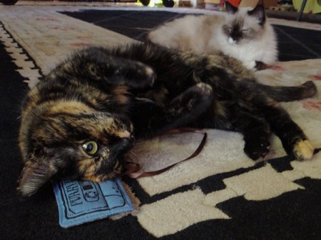 Совершенно секретные советы, которые побудят вашу кошку позировать перед фотокамерой Совершенно секретные советы, которые побудят вашу кошку позировать перед фотокамерой