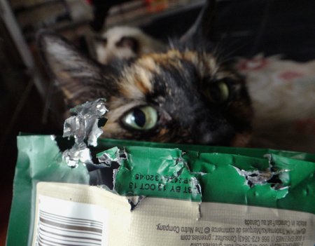 Совершенно секретные советы, которые побудят вашу кошку позировать перед фотокамерой Совершенно секретные советы, которые побудят вашу кошку позировать перед фотокамерой