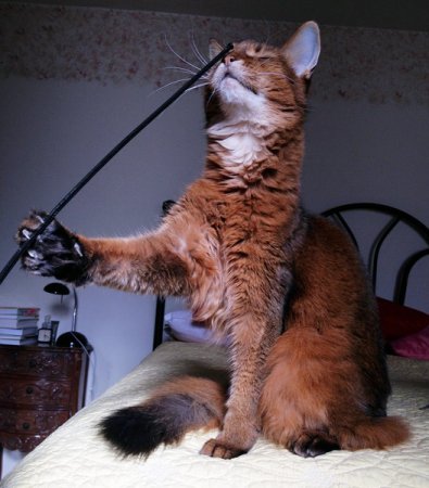 Совершенно секретные советы, которые побудят вашу кошку позировать перед фотокамерой Совершенно секретные советы, которые побудят вашу кошку позировать перед фотокамерой