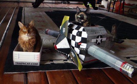 Совершенно секретные советы, которые побудят вашу кошку позировать перед фотокамерой Совершенно секретные советы, которые побудят вашу кошку позировать перед фотокамерой