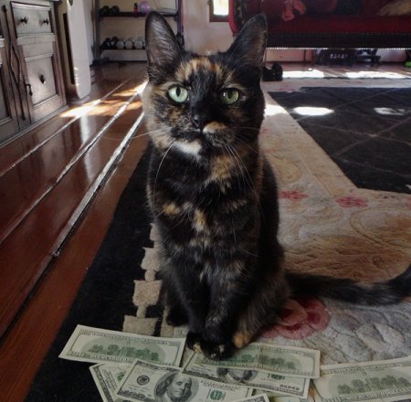 Совершенно секретные советы, которые побудят вашу кошку позировать перед фотокамерой Совершенно секретные советы, которые побудят вашу кошку позировать перед фотокамерой