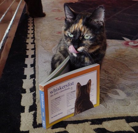 Совершенно секретные советы, которые побудят вашу кошку позировать перед фотокамерой Совершенно секретные советы, которые побудят вашу кошку позировать перед фотокамерой