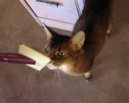 Совершенно секретные советы, которые побудят вашу кошку позировать перед фотокамерой Совершенно секретные советы, которые побудят вашу кошку позировать перед фотокамерой