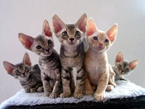 Какие породы кошек популярны у покупателей