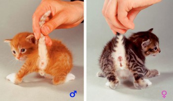 Как Отличить Кота От Кошки Фото