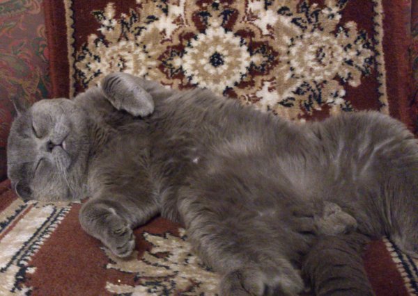 Как определить пол котенка. Как отличить кота от кошки