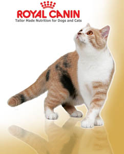 Обзор корма Royal Canin  для кошек – отзывы, рекомендации